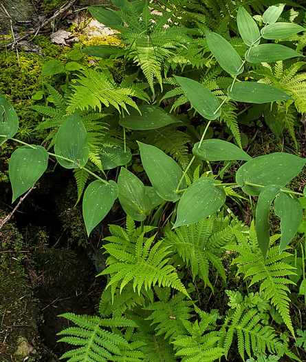 image of Streptopus amplexifolius, Clasping Twisted-stalk, White Mandarin, Pagoda-bells