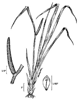 image of Acorus americanus ssp. americanus, Sweetflag, American Calamus