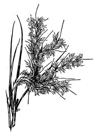 image of Anatherum gyrans, Elliott's Bluestem