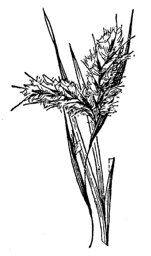 image of Anatherum dealbatum, Wetland White Bluestem