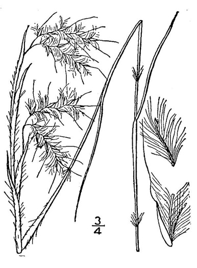 image of Anatherum gyrans, Elliott's Bluestem