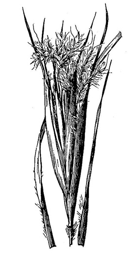 image of Anatherum gyrans, Elliott's Bluestem