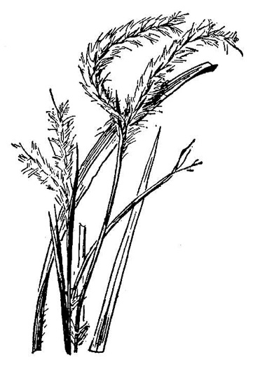 image of Anatherum floridanum, Florida Bluestem