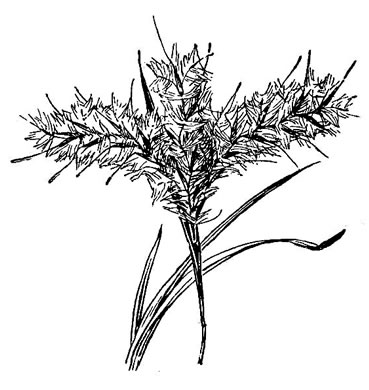 image of Anatherum longiberbe, Longbeard Bluestem