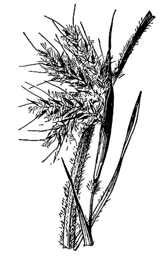 image of Anatherum mohrii, Mohr's Bluestem, Tawny Bluestem, Bog Bluestem