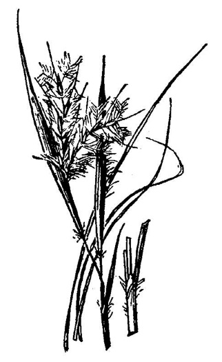 image of Anatherum perangustatum, Narrowleaf Bluestem