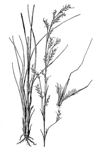 image of Schizachyrium scoparium, Common Little Bluestem