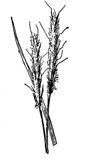 image of Schizachyrium scoparium, Common Little Bluestem