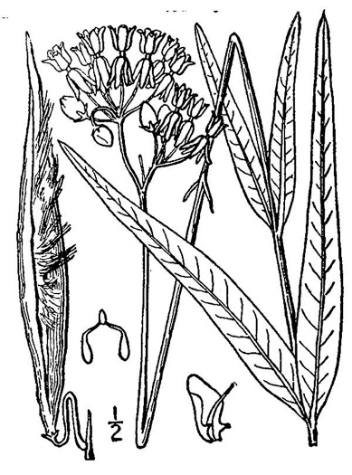 image of Asclepias lanceolata, Fewflower Milkweed, Red Milkweed