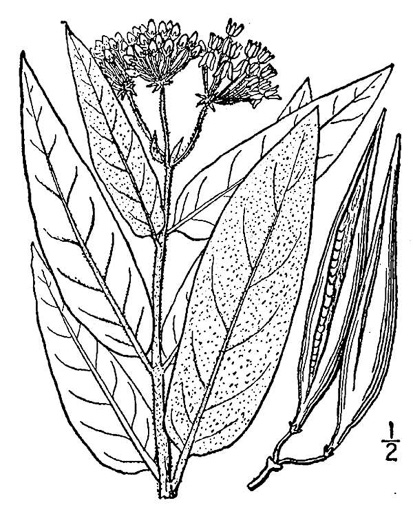 image of Asclepias incarnata ssp. pulchra, Eastern Swamp Milkweed