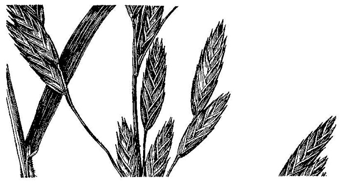 image of Bromus catharticus, Rescue Grass