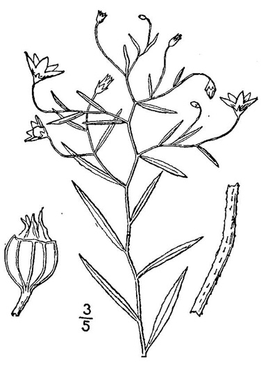 image of Palustricodon aparinoides, Marsh-bellflower, Bedstraw Bellflower