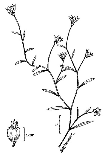 image of Palustricodon aparinoides, Marsh-bellflower, Bedstraw Bellflower