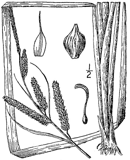 image of Carex joorii, Joor's Sedge, Hummock Sedge, Cypress-swamp Sedge