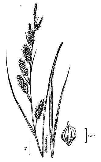 image of Carex joorii, Joor's Sedge, Hummock Sedge, Cypress-swamp Sedge