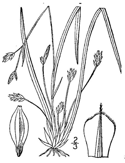 image of Carex pedunculata, Longstalk Sedge, Pedunculate Sedge