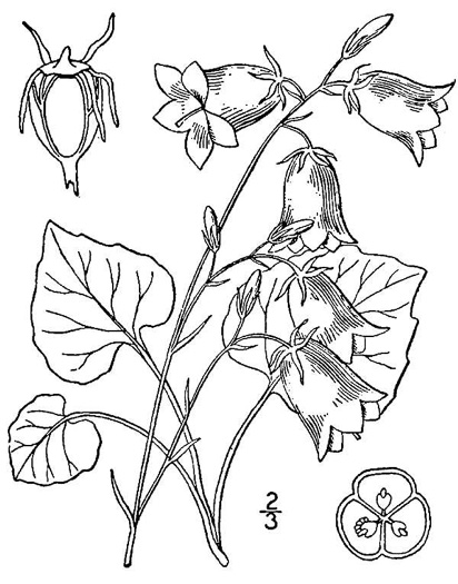 image of Campanula intercedens, Harebell, Bluebell, Bluebell-of-Scotland, Scotch Harebell