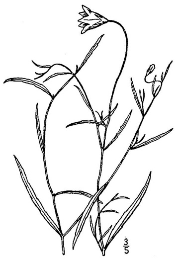 image of Palustricodon uliginosus, Largeflower Marsh-bellflower