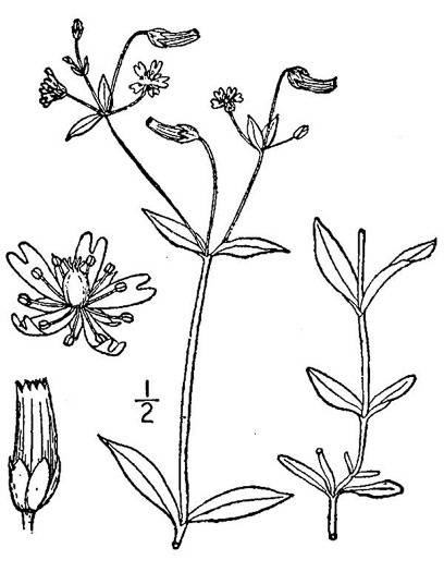 image of Cerastium nutans var. nutans, Nodding Mouse-ear Chickweed, Nodding Chickweed