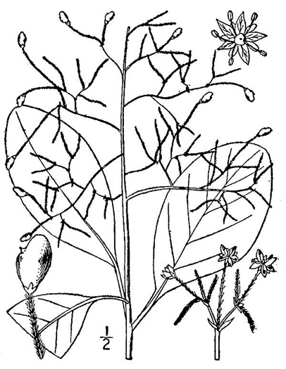 drawing of Cotinus obovatus, American Smoketree