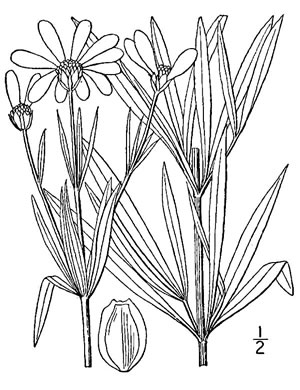 image of Anacis delphiniifolia, Larkspur-leaf Tickseed, Larkspur Coreopsis