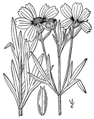 image of Anacis palmata, Prairie Coreopsis, Finger Coreopsis, Stiff Tickseed