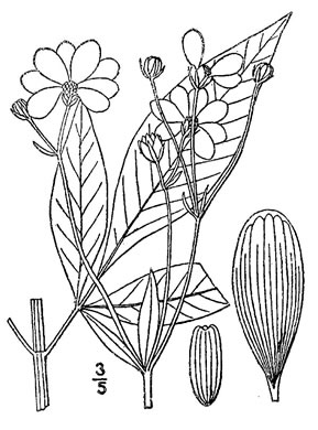 image of Anacis tripteris, Tall Coreopsis, Tall Tickseed, Threeleaf Tickseed
