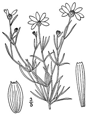 image of Anacis verticillata, Threadleaf Coreopsis, Cutleaf Tickseed, Whorled Tickseed