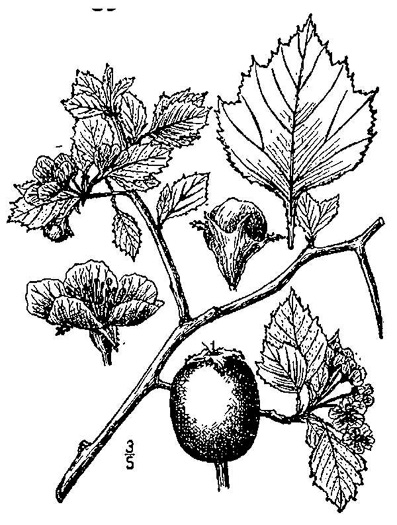 image of Crataegus flava, Yellow Hawthorn, Yellowleaf Hawthorn