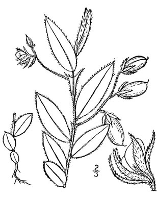 drawing of Crotalaria sagittalis var. sagittalis, Arrowhead Rattlebox, Common Rattlebox