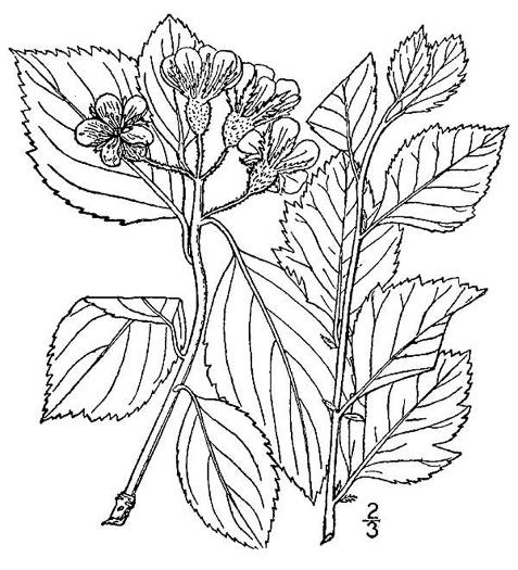 image of Crataegus vailiae, Vail’s Hawthorn