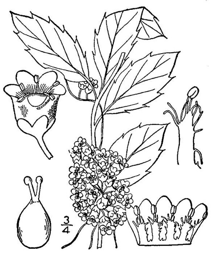 drawing of Cuscuta gronovii var. gronovii, Swamp Dodder, Common Dodder