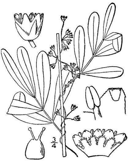 image of Cuscuta indecora var. indecora, Bigseed Alfalfa Dodder, Pretty Dodder