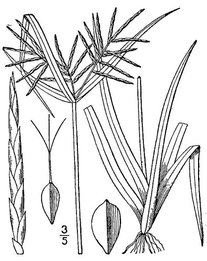image of Cyperus odoratus, Fragrant Flatsedge