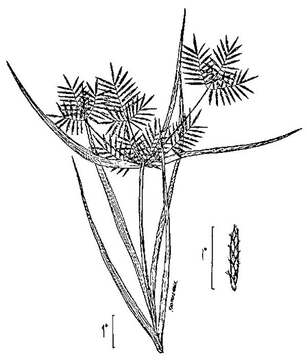 image of Cyperus odoratus, Fragrant Flatsedge