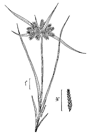 image of Cyperus odoratus, Fragrant Flatsedge