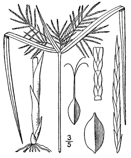 image of Cyperus odoratus, Fragrant Flatsedge