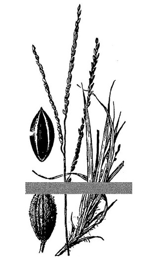 image of Digitaria filiformis, Slender Crabgrass