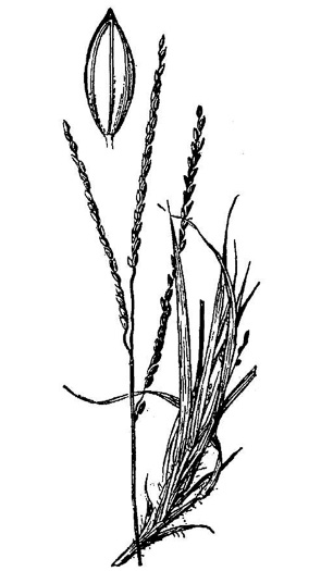 image of Digitaria filiformis, Slender Crabgrass