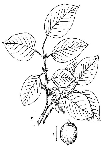 image of Diospyros virginiana, American Persimmon, Possumwood, Simmon