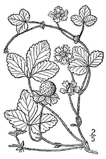 drawing of Potentilla indica, Indian Strawberry, Mock Strawberry, Snakeberry