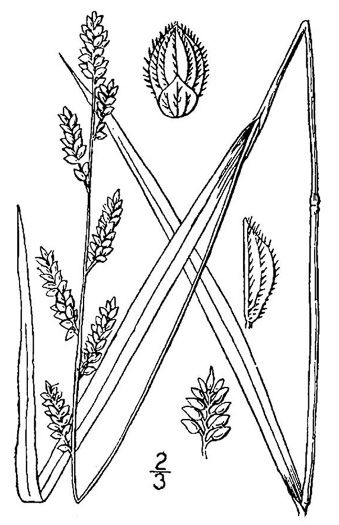 image of Echinochloa colonum ssp. colonum, Jungle-rice