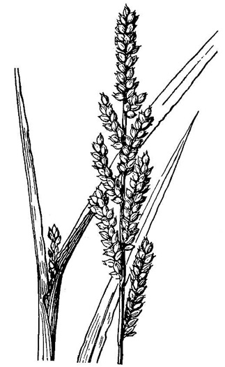 image of Echinochloa colonum ssp. colonum, Jungle-rice