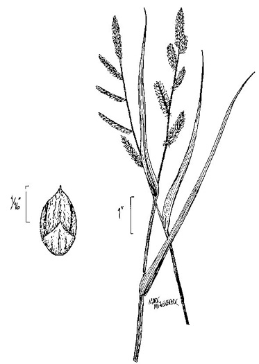 image of Echinochloa colonum ssp. colonum, Jungle-rice