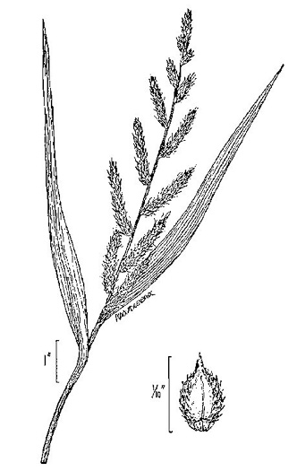 image of Echinochloa crus-galli ssp. crus-galli, Barnyard-grass