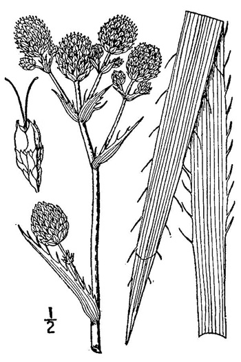 image of Eryngium ravenellii, Ravenel's Eryngo