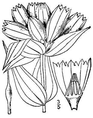 drawing of Gentiana flavida, Pale Gentian, Plain Gentian