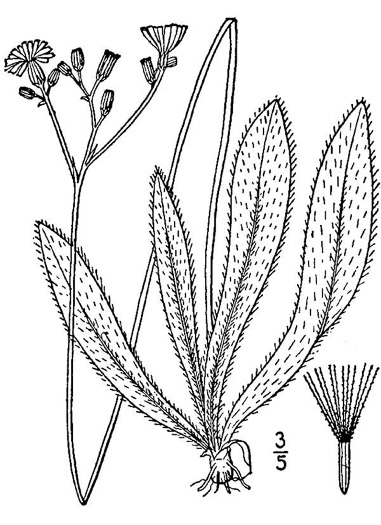 image of Pilosella piloselloides ssp. piloselloides, Glaucous King-devil, Smooth Hawkweed, Tall Hawkweed