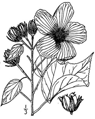 image of Hibiscus lasiocarpos var. lasiocarpos, Western Rosemallow