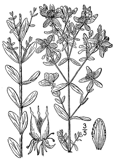 image of Hypericum perforatum ssp. perforatum, European St. Johnswort, Klamath-weed